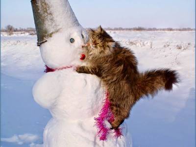 Cat climbing a snowman