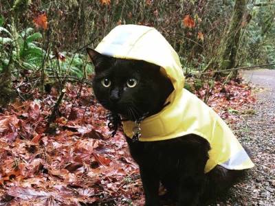 Cat in bright yellow raincoat