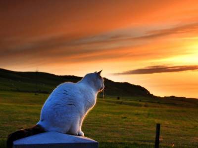 Cat watching a golden sunset