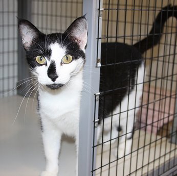 Tuxedo cat in a shelter