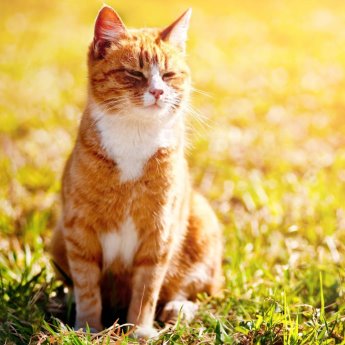 Tabby enjoying the sunshine