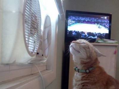 Cat enjoying the breeze of a window fan