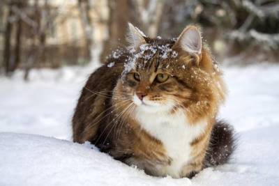 Tabby sitting in the snow