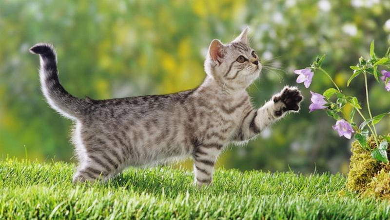 Cat smelling a flower