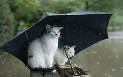 Two cats sitting under an umbrella